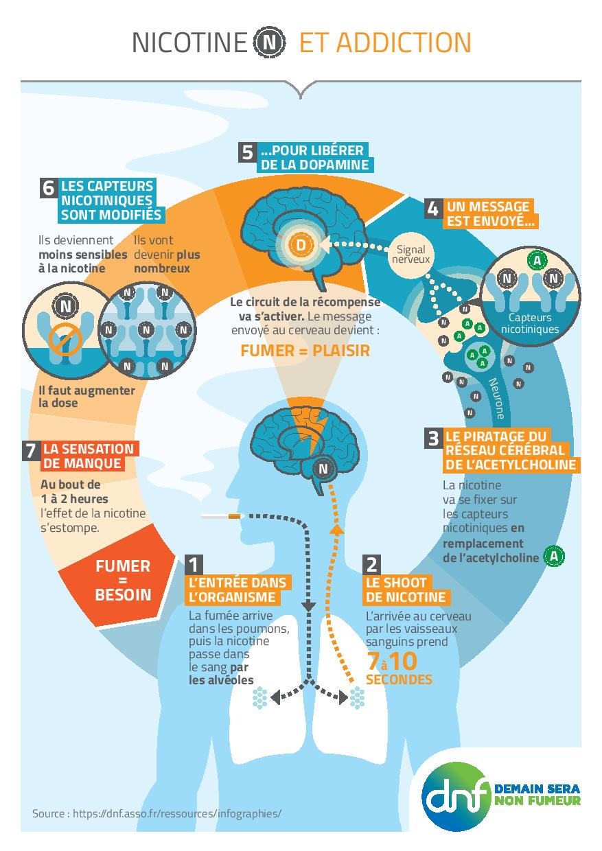 Infographie sur le Cerveau et l'Addiction à la Nicotine