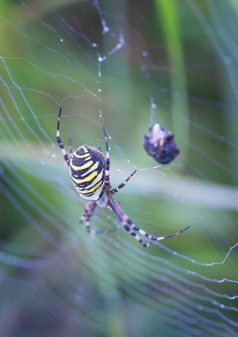 wasp spider, spider, web-6320769.jpg