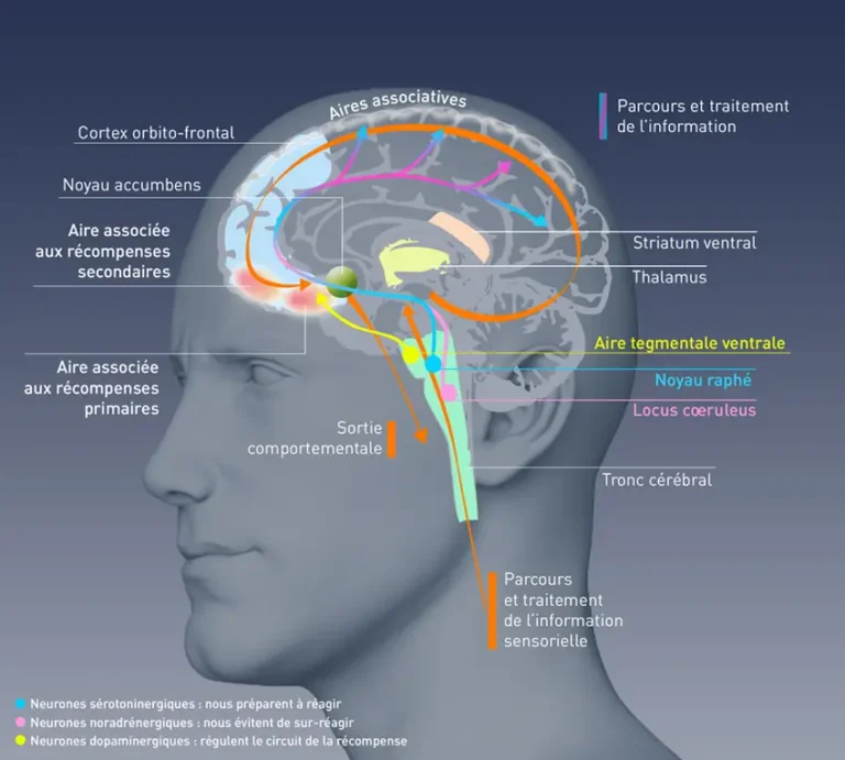 Schéma du cerveau humain illustrant les circuits neuronaux impliqués dans le traitement de la récompense et l'addiction, avec le cortex orbito-frontal, le noyau accumbens, le striatum ventral, le thalamus et l'aire tegmentale ventrale.